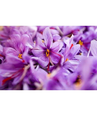 Sara Saffron: Grade A+ 100% Authentic Saffron Threads - 1 Gram - Buy Online on GoSupps.com