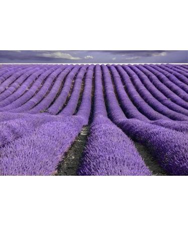 TooGet Top Grade French Lavender Buds - 100% Pure & Natural Dried Flower in Large 4 oz Resealable Bag - Fresh Fragrance | Buy Online - Buy Online on GoSupps.com