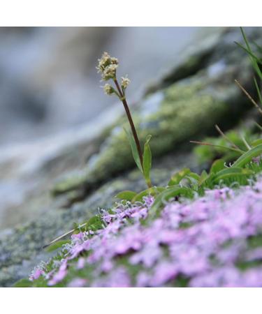 Speick Shaving Foam 6.8oz - Premium Shaving Cream for a Smooth Finish | Buy Internationally - Buy Online on GoSupps.com