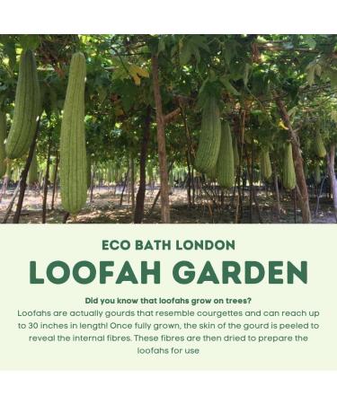 Eco Bath London Natural 25 Inch Organic Loofah Sponge for Men and Women - Cream (ECOB001A) - Buy Online on GoSupps.com