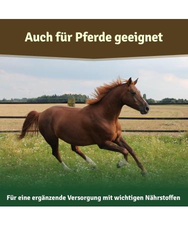 Veddelholzer Natural Green Lip Powder for Dogs - 500g High-Quality Green Lip Mussel Supplement - Buy Online on GoSupps.com