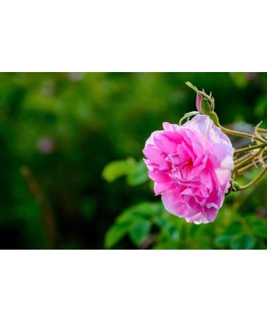 Sz Essentials Rose Absolute Essential Oil - 0.17 Fl. Oz. | Pure Rose Petal Distilled Oil - Buy Online on GoSupps.com