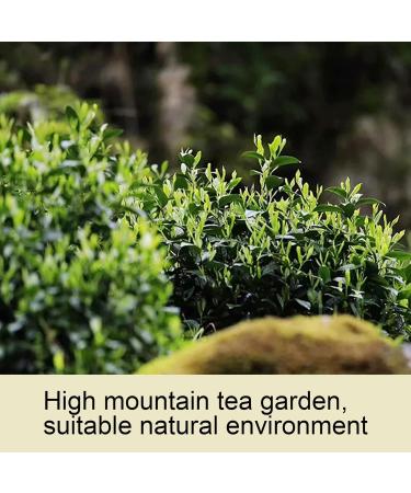 Green Tea From High Mountain Tea Garden Clear Tea Soup Strong and Persistent Tea Aroma Yunwu Green Tea for Home Hospitality Drinks or Gifts for Friends and Family - Buy Online on GoSupps.com