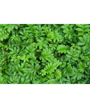 Silverweed Herb Tea | Potentilla Anserine L | Potentille Ans rine Herbe Tisane | Health Embassy (50g) - Buy Online on GoSupps.com