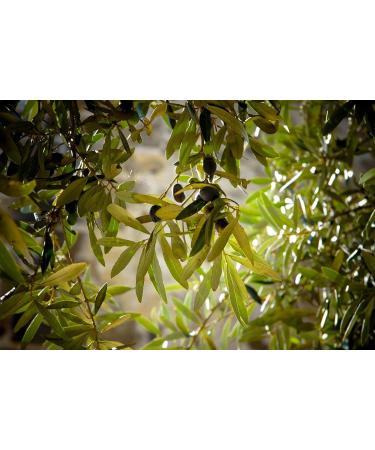 Leaf OLIVE TREE Olea europea 180 capsules 200 MG (ORGANIC) - Buy Online on GoSupps.com