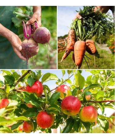 Sokri-Bio Organic ABC Juice Apple Beet Carrot Juice Pouches Great for Health Benefits 100ml Pack of 30 - Buy Online on GoSupps.com