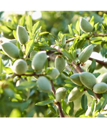 Organic Almonds 800g - 100% Sweet Almonds | Refillable Pack | Regenerative Agriculture from Spain - Shop Internationally - Buy Online on GoSupps.com