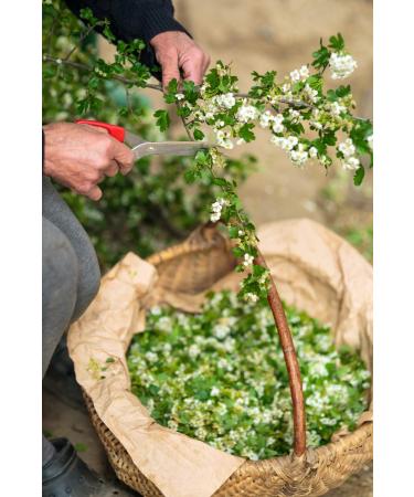 Health Embassy Hawthorn Flower Tea (Crataegus L.) - 50g | Premium Herbal Tea for Heart Health | International Shipping Available - Buy Online on GoSupps.com