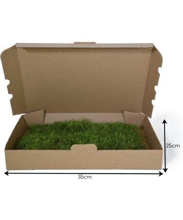 Premium Terrarium Substrate Moss for Reptiles | Natural Decoration Mats & Plates | Ideal for Terrariums - Buy Online on GoSupps.com
