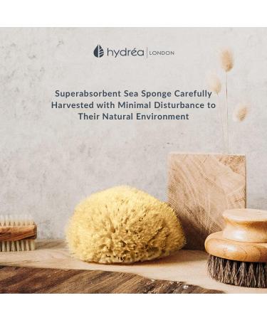Hydrea London Natural Sea Sponge 5-5.5"- Premium Mediterranean Honeycomb Unbleached Natural Sponge for Bath and Shower for Adults Women Men Children and Baby - Buy Online on GoSupps.com
