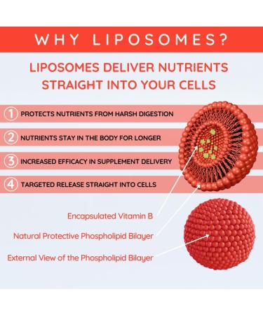 Well Actually Liposomal Vitamin B Complex High Strength and Bioavailability8 Essential B Vitamins Complex for Energy 50 Servings - Buy Online on GoSupps.com