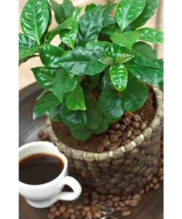 Coffee bush seeds shrub Arabia (Coffea arabica) perennial room planting - Buy Online on GoSupps.com