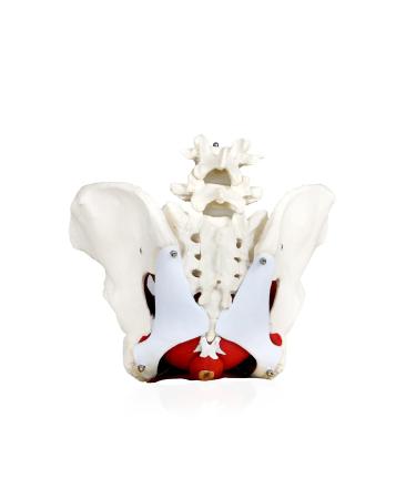 JS00024 Female Pelvis Model with Removable Organs | Uterus Colon & Bladder Included | Detailed Instruction Manual | International Shipping Available - Buy Online on GoSupps.com