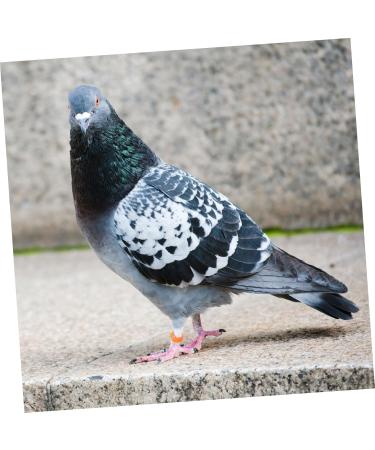 BESPORTBLE 200 Pcs Pigeon Anklet Pigeon Bands Numbered Bird Foot Band Pet Baby Quail Plastic Chicken Drumsticks 1.3X1.3CMx2pcs Orangex2pcs - Buy Online on GoSupps.com