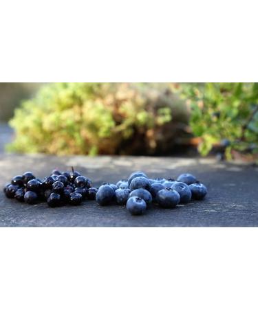 MEDOX Classic Herbal Dietary Supplement | High Anthocyanin Content per Capsule - Shop Internationally - Buy Online on GoSupps.com