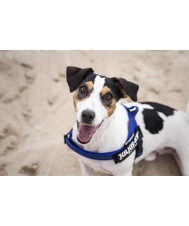 Julius-K9 Mini-Mini Belt Harness XS - Blue-Grey - Top Quality Dog Harness for Small Breeds | International Shipping Available - Buy Online on GoSupps.com