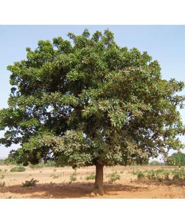 LaProve Shea butter from Africa 100 natural - Buy Online on GoSupps.com