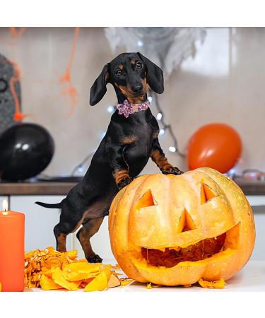 Buy Aring Pet Halloween Dog Halison - Cute Adjustable Pink Pumpkin Band with Flower & Metal Beak | Perfect for Dogs This Halloween - Buy Online on GoSupps.com