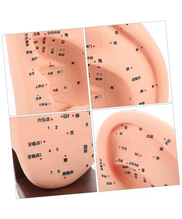 ULTECHNOVO Adult Ear Massage Model for Reflexology Demonstration with Base - Acupoint Learning & Display Model - Buy Online on GoSupps.com