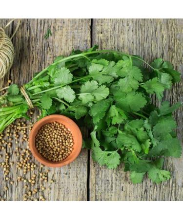 Luojuny Coriander Seeds 300pcs Coriander Seeds Garden Bonsai Nutritious Vegetable Flavor Cooking Plant Coriander Seeds - Buy Online on GoSupps.com