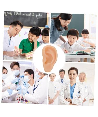 SOESFOUFU 1pc Ear Model Flexible Fake Ear for Teaching Practice Realistic Simulation Artificial Left Ear Mold - Buy Online on GoSupps.com