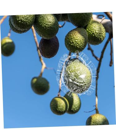 CAXUSD Shaped Fruitful Small Fruit Watermelon - Buy Online on GoSupps.com