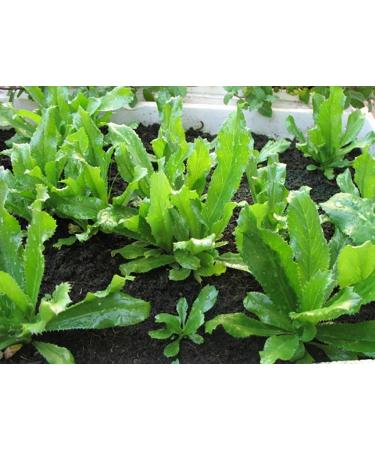 Non-GMO Organic Vietnamese Culantro 100 Seeds - Also Known As Recao Long Coriander Mexican Coriander Thai Parsley Ngo Gai Eryngium Foetidum Chadon Beni