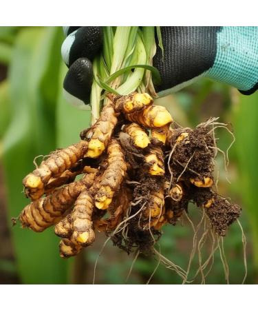 Priority One Vitamins Curcumin Gold 45 Vegetarian Capsules TurmiPure Gold is The World s First bioequivalent Turmeric Extract* - Buy Online on GoSupps.com