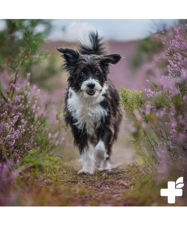 Reavet Bladder Formula for Dogs - 80g | Supports Bladder Function Urine Control & Immune Health - Buy Online on GoSupps.com