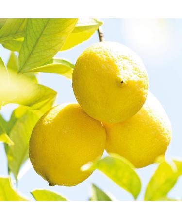 Weleda Organic Lemon Hand and Nail Cream (6 x 50 ml) - Buy Online on GoSupps.com