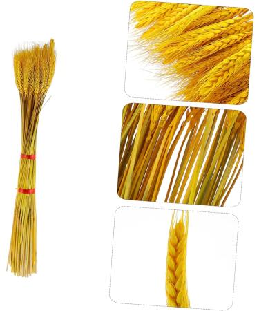 TOPBATHY Wheat Ear 200 Pcs Dried Wheat Ears Bouquet Barley Gift Dried Flowers. Wheat Ears Decor Yellowx2pcs 52X10CMx2pcs - Buy Online on GoSupps.com