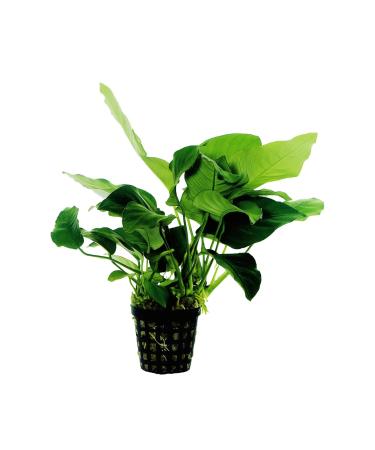 Anubias nana - slow growing Aquarium Plant