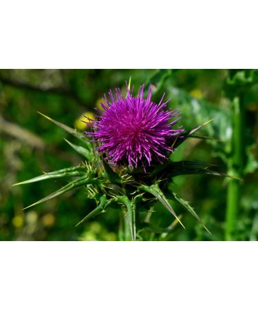 MILK THISTLE | Organic | Liver Detox Cure | Purification and Detoxification of the Liver | Difficulty Digestion | 180 Capsules | Made in Occitania | Nature AZ - Buy Online on GoSupps.com