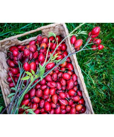 Koils by Nature Replenishing Hair Oil with Argan Oil - Hydrating and Nourishing Formula - Buy Online on GoSupps.com