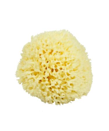 Neptune Natural Sea Wool Sponge - All Natural Honeycomb Renewable Sea Sponge  Large  Approx. 5 Inches 4.5-5.5 Inch (Pack of 1) - Buy Online on GoSupps.com
