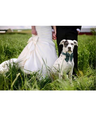 Lionet Paws XL Dog Collar - Comfortable Silk with Removable Fly for XLarge Dogs (Neck 40-66cm) - Green - Buy Online on GoSupps.com