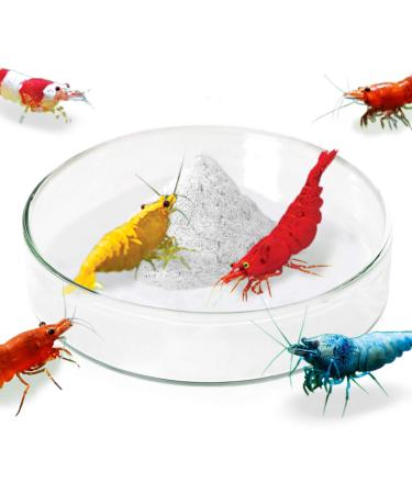 JOR Shrimp, Frog & Gecko Feed Bowl, 2.5-Inches Wide, 0.5, Inches Depth, Tough Borosilicate Glass, Heavy-Duty, Transparent Basin, 1 pc per Pack