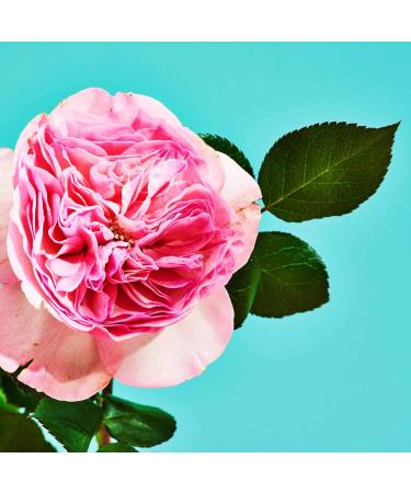 Lake & Skye Canyon Rose Eau de Parfum Long Lasting Fragrance Paraben Phtalates and Sulfates Free .04 fl oz (1.2 ml) - Warm Floral and Vanilla 0.04 Fl Oz (Pack of 1) - Buy Online on GoSupps.com