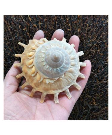 ABCBCA natural mussel shells home decoration collection sampling snail and landscape design 9-12 cm Rotary snails mountain crystal (color: 9-11cm) 9- 11cm