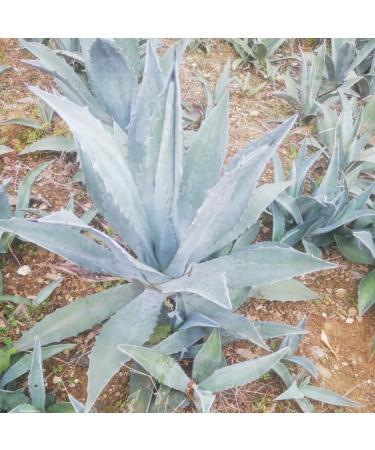 agave agave - Buy Online on GoSupps.com