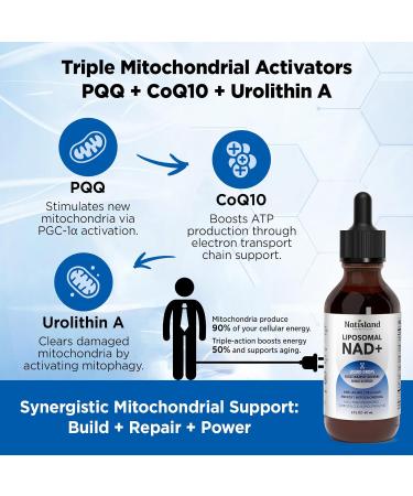 NATISLAND Liposomal NAD Supplement 1000mg NAD+ Liquid Drops for Women & Men with Resveratrol Urolithin A Quercetin CoQ10 & PQQ for Cellular & Metabolism Health Energy & Anti-Aging 2 Fl Oz - Buy Online on GoSupps.com