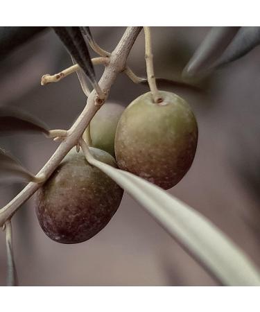 Naissance Pure Olive Squalane Oil (No. 212) 50ml - 100% Natural Plant Based Face Hair and Skin Oil Vegan Olive Derived - Buy Online on GoSupps.com