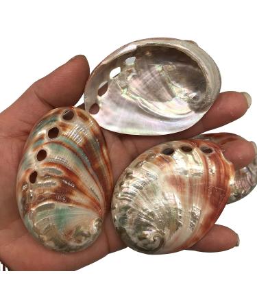 PEPPERLONELY 5PC Polished Red Baby Abalone Sea Shells - 2-3/4 to 3 Inch (99 Red Baby Abalone) - Set of 5 Shells - Buy Online on GoSupps.com