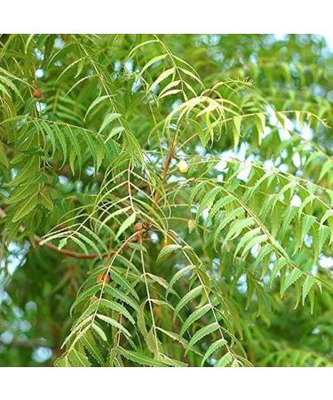 Premium Fresh Neem Leaves | 5 OZ | Approximately 50 leaves | All Natural | Herbal Tea | Ceylon Herbal Tea - Buy Online on GoSupps.com