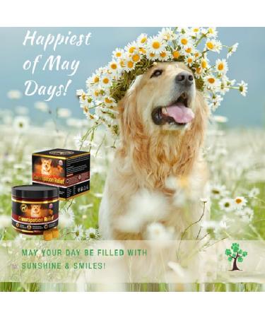 GastroBalance Constipation Relief for Dogs - 60 Soft Chews | 100% Natural Laxative for Dogs - Fast Shipping Worldwide - Buy Online on GoSupps.com