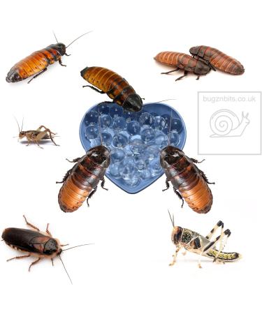 Bugznbits Hydro Balls Bug Gel Alternative for Crickets Cockroaches Locust and other Insects Reptile Feeder insects (900ml Maxi Pack) - Buy Online on GoSupps.com