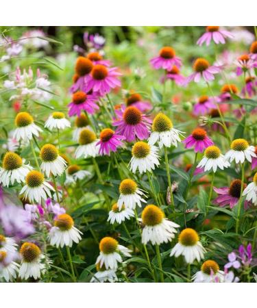 Echinacea Mixed Seeds - High-Quality Echinacea Seeds for International Shipping | Grow Your Own Echinacea - Buy Online on GoSupps.com