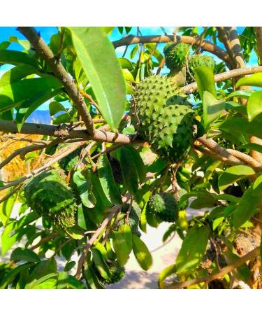 Relaxcation Soursop Oil 100% Pure Cold Pressed Graviola Guanabana Seed Oil Virgin & Unrefined Lightweight Skin Extract for Face Body & Massage (0.5 oz) 0.5 Fl Oz (Pack of 1) - Buy Online on GoSupps.com
