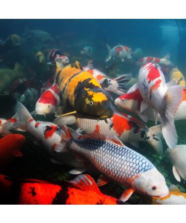 JBL 4124100 Autumn Koi Thin Skin for Wafer Season Lining Autumn Propond Size M 1500 g - Buy Online on GoSupps.com