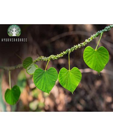 Guduchi Powder 100G - Ayurvedic Immune Support | Giloy Powder | Non-GMO & Gluten Free | 100% Natural Tinospora Cordifolia - Buy Online on GoSupps.com